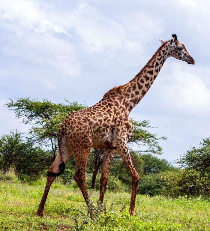 Kenya Safari - Image 1